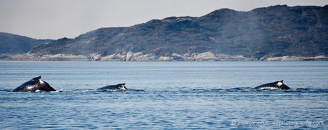 Humpback Whale Encounter