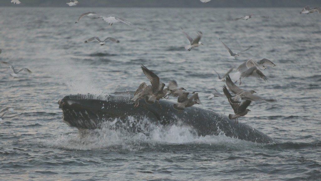 Watch Out For Whales, Part II