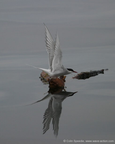 After a night of torrential thunderstorms, and a high spring tide, the Firth of Clyde was full of floating timber. And in the unearthly light of a flat calm dawn, nature was waking up. This arctic tern settled on a log just ahead of us, so we shut down the engine and just drifted towards it. There was only a moment to capture the image, and so I thanked my lucky stars that my camera was ready and with the right long lens fitted!