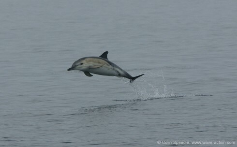 Dawn again, on a truly Hebridean morning of drizzle and rotten light - not the best conditions for photography. But the sudden arrival of a small pod of common dolphins soon woke us up. And this ebullient little calf stole the show with a great display of aerobatics. But how to get a fast enough shutter speed to freeze the action in such poor conditions? One way is to increase the ISO (film speed) setting on your camera, as I did here. Taken a few years ago, I was happy enough to get the shot - any shot, under the circumstances - but the latest generation of digital SLR's make light work of this, as at even ISO 1600 they have astonishingly little grain, one of the major advances of the last few years.