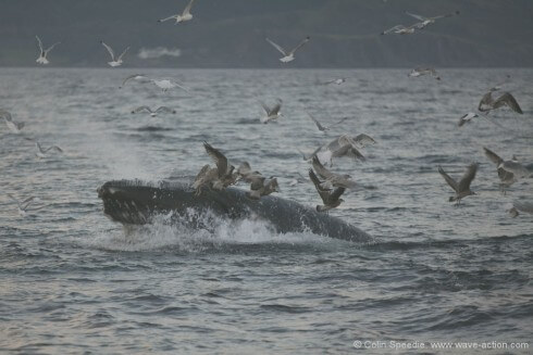 Humpback whales are still very rare in UK waters, so it's always a thrill to see one. This youngster had found a shoal of sprats to feed on and was lunging through them repeatedly, blasting the excess water out through its baleen plates before diving to repeat the process - the gulls and auks filling the air with their shrill cries whilst they picked up the scraps. The birds often take off from the water a second or so before the whale hits the surface, giving àway its arrival to the photographer - watching and anticipating the action always pays off. The use of a long lens here allowed me to really get to the heart of the action in the most intimate way, and without disturbing the whale. And every time I look at this image, I am taken straight back there, the sight, the sound, the smell, the moment and the company - and isn't that what it's all about?