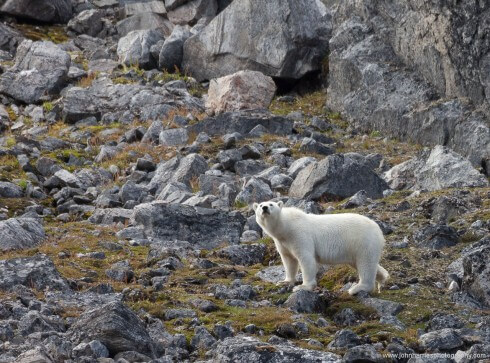 A polar bear on the barren rocks in Baffin Island We first saw this female peeking out from behind a bolder about 20-feet from an inviting looking flat slab landing area for a seal...or a dingy. How much chance would we, armed or not, have had if she, who can cover that distance in two bounds, decided that in the absence of a seal, we were the dinner guests of honour.