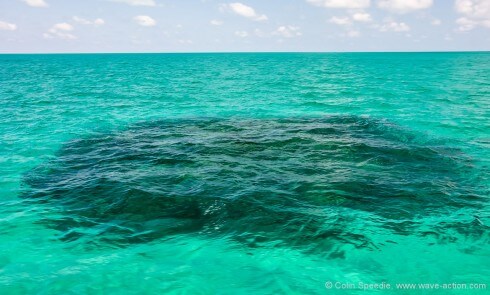 Coral head on the Yellow Bank